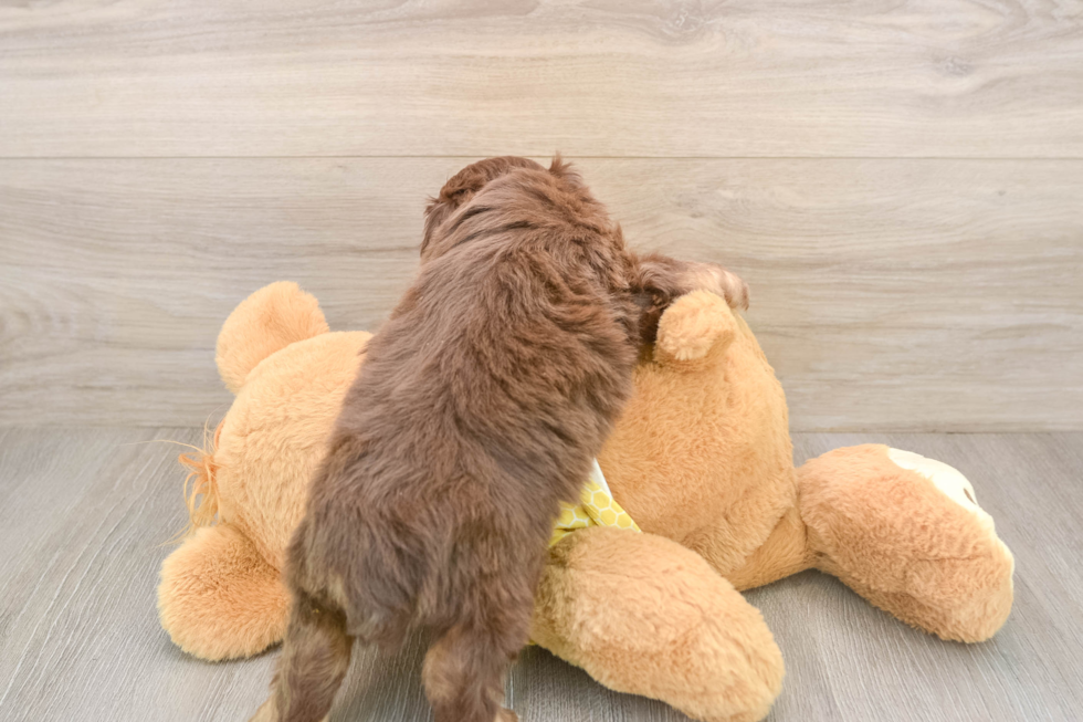 Friendly Mini Aussiedoodle Baby