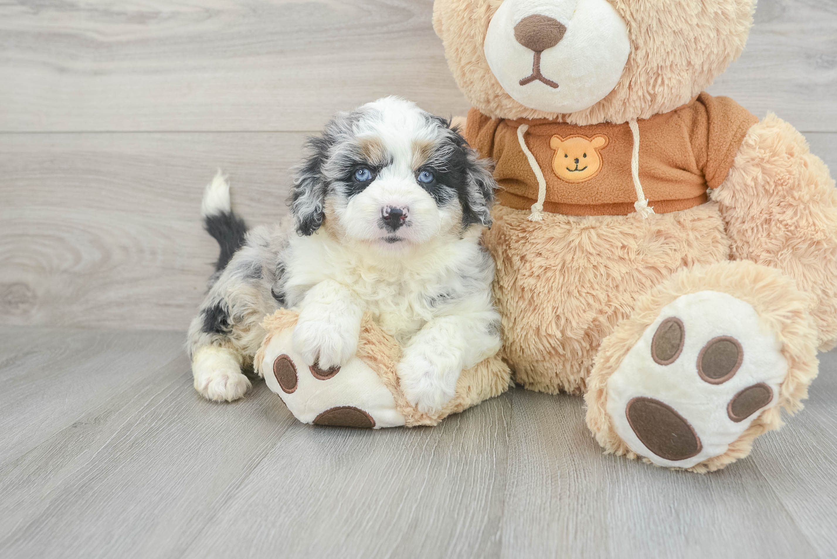 miniature aussiedoodle breeders toy aussiedoodle rescue