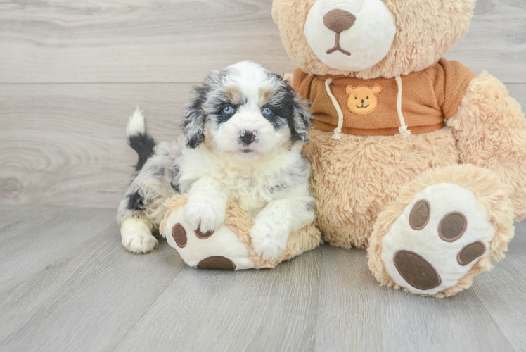 Funny Mini Aussiedoodle Poodle Mix Pup