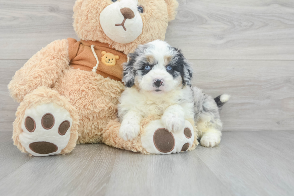 Mini Aussiedoodle Pup Being Cute