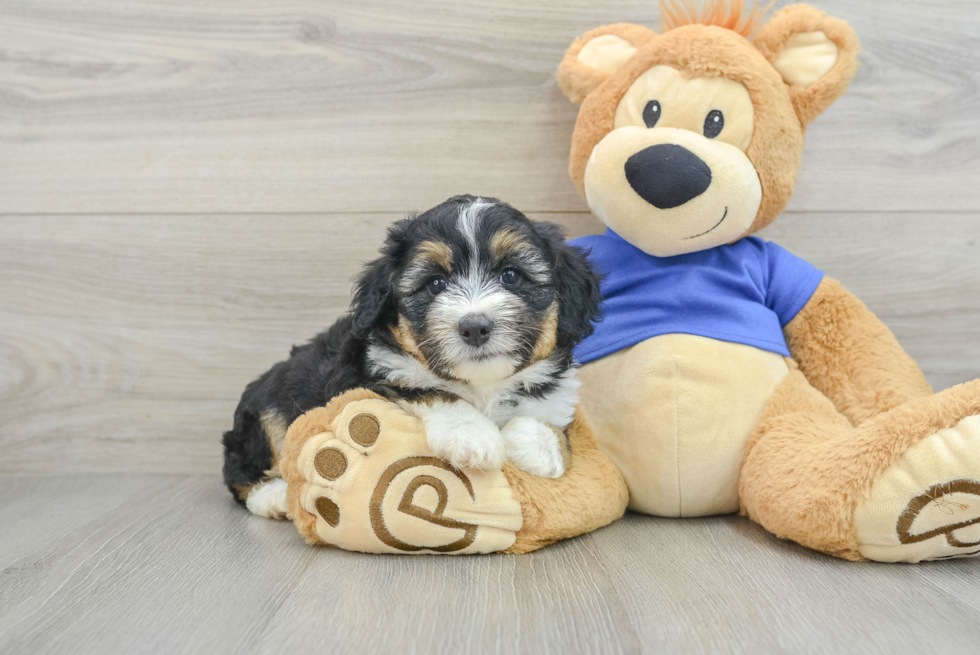 Happy Mini Aussiedoodle Baby