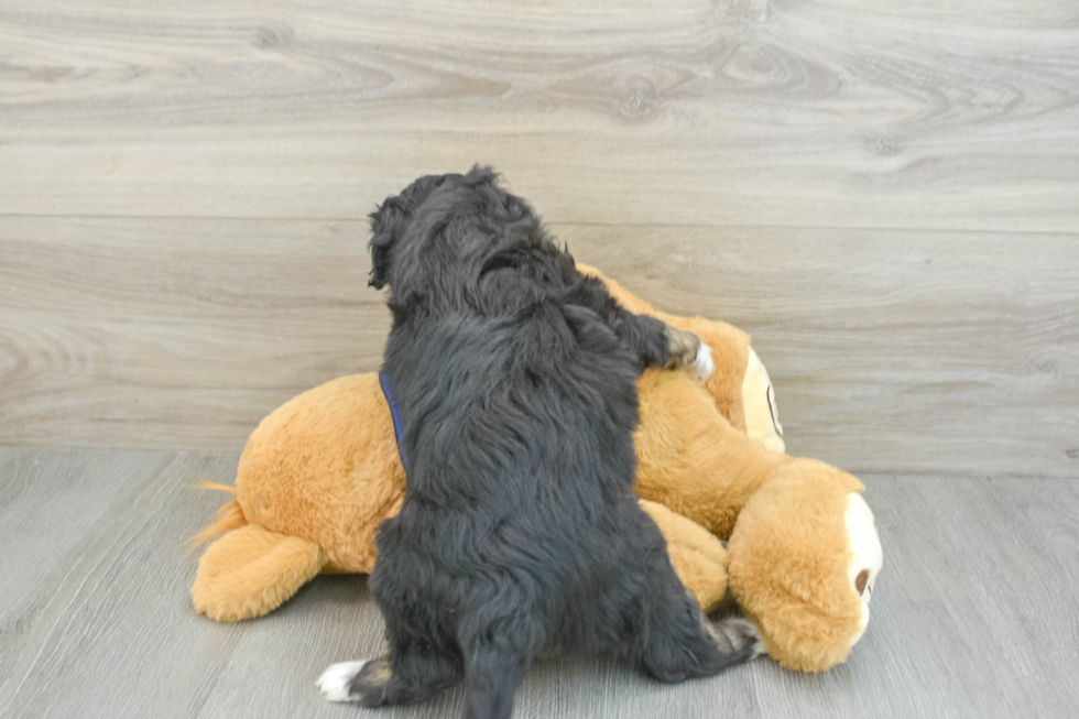 Hypoallergenic Aussiepoo Poodle Mix Puppy