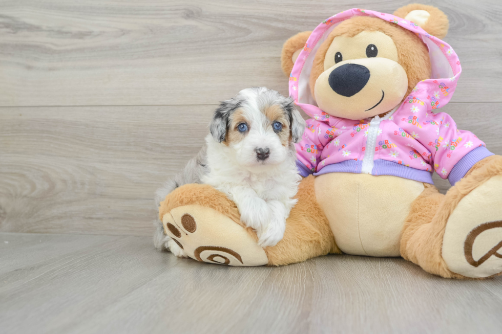 Mini Aussiedoodle Puppy for Adoption