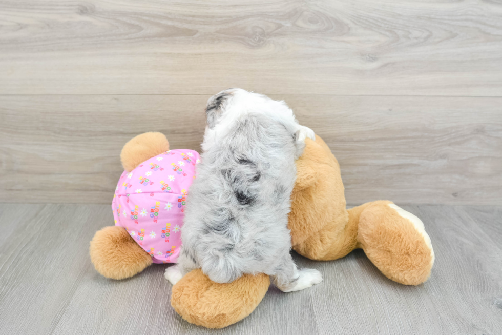 Mini Aussiedoodle Puppy for Adoption