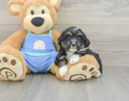 6 week old Mini Aussiedoodle Puppy For Sale - Florida Fur Babies