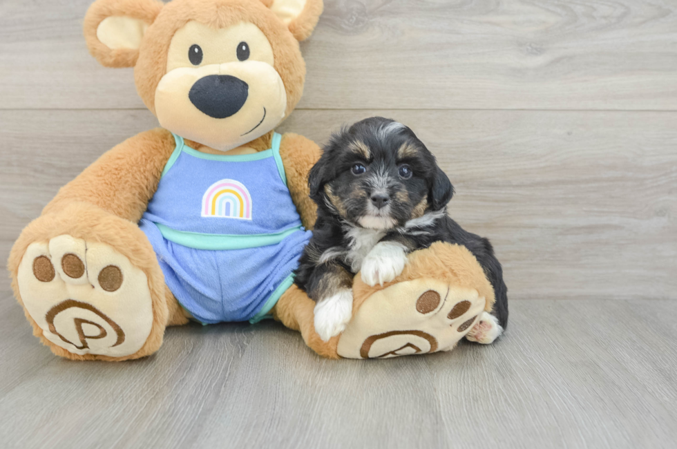 5 week old Mini Aussiedoodle Puppy For Sale - Florida Fur Babies