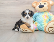 7 week old Mini Aussiedoodle Puppy For Sale - Florida Fur Babies