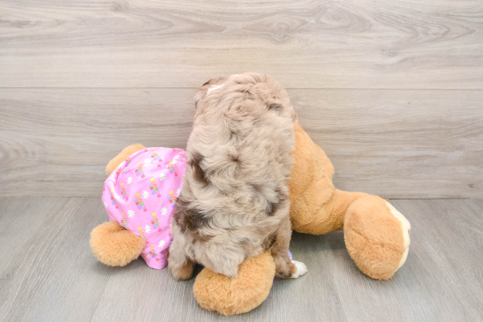Smart Mini Aussiedoodle Poodle Mix Pup