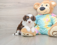 6 week old Mini Aussiedoodle Puppy For Sale - Florida Fur Babies