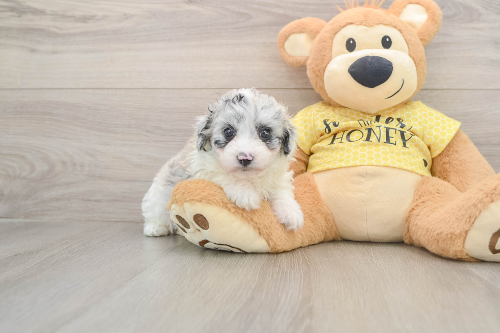 Best Mini Aussiedoodle Baby