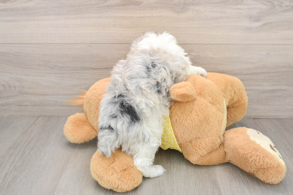 Playful Mini Aussiepoodle Poodle Mix Puppy
