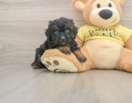 6 week old Mini Aussiedoodle Puppy For Sale - Florida Fur Babies