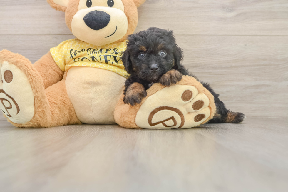 Mini Aussiedoodle Pup Being Cute