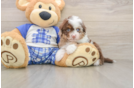 Mini Aussiedoodle Pup Being Cute