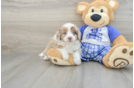 Mini Aussiedoodle Pup Being Cute