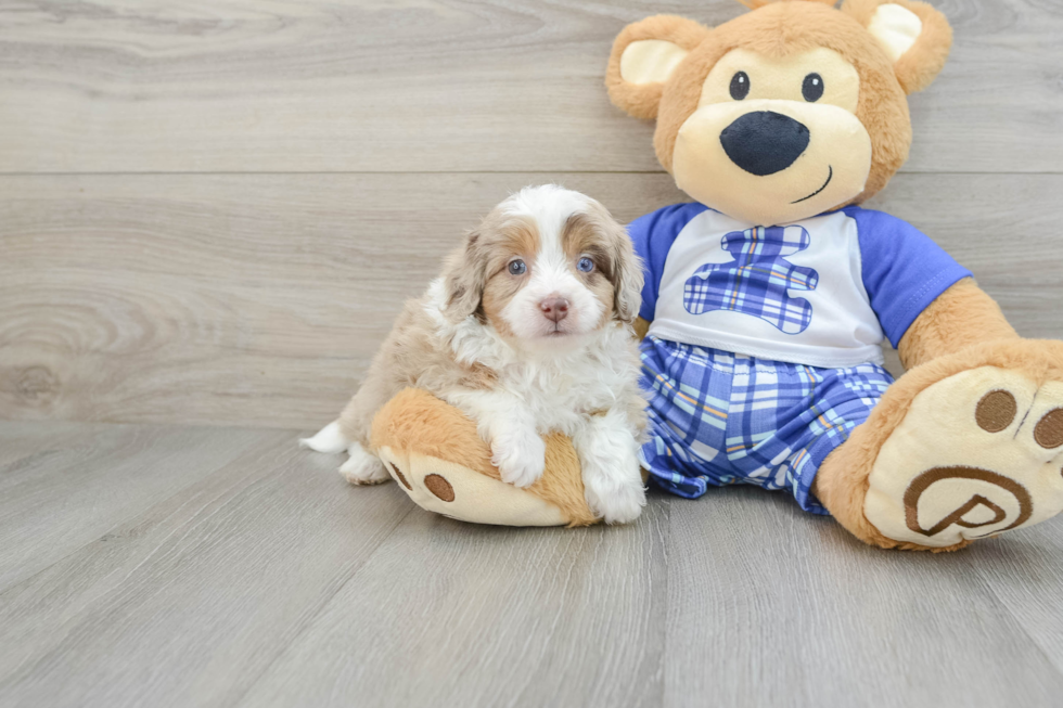 Mini Aussiedoodle Pup Being Cute