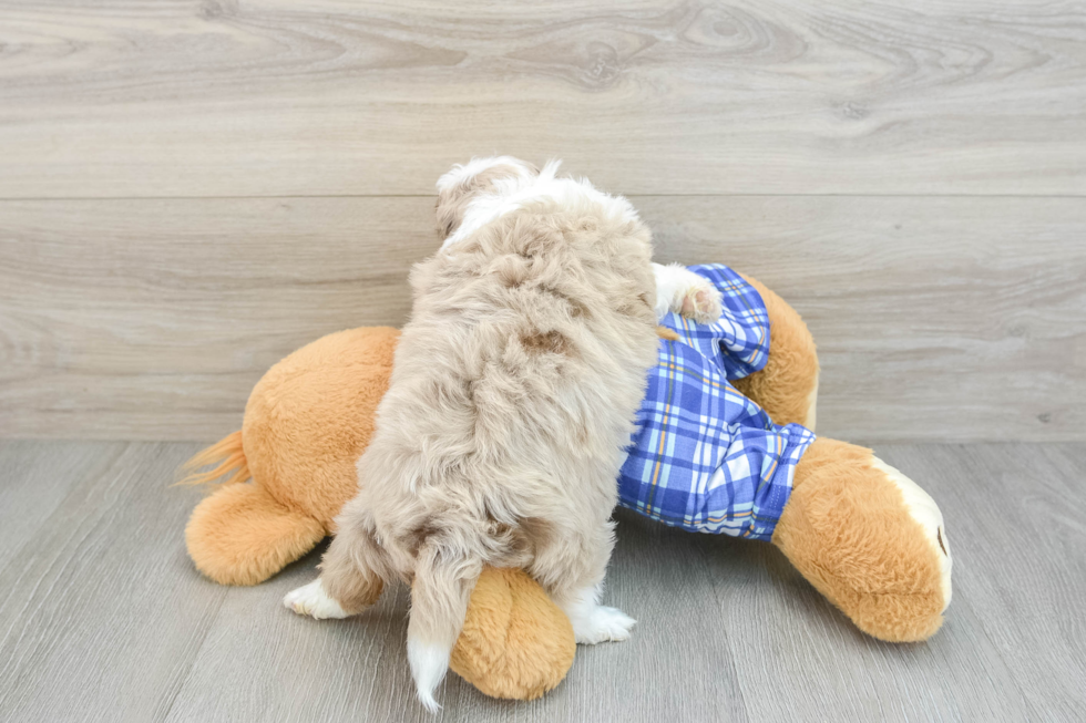 Smart Mini Aussiedoodle Poodle Mix Pup