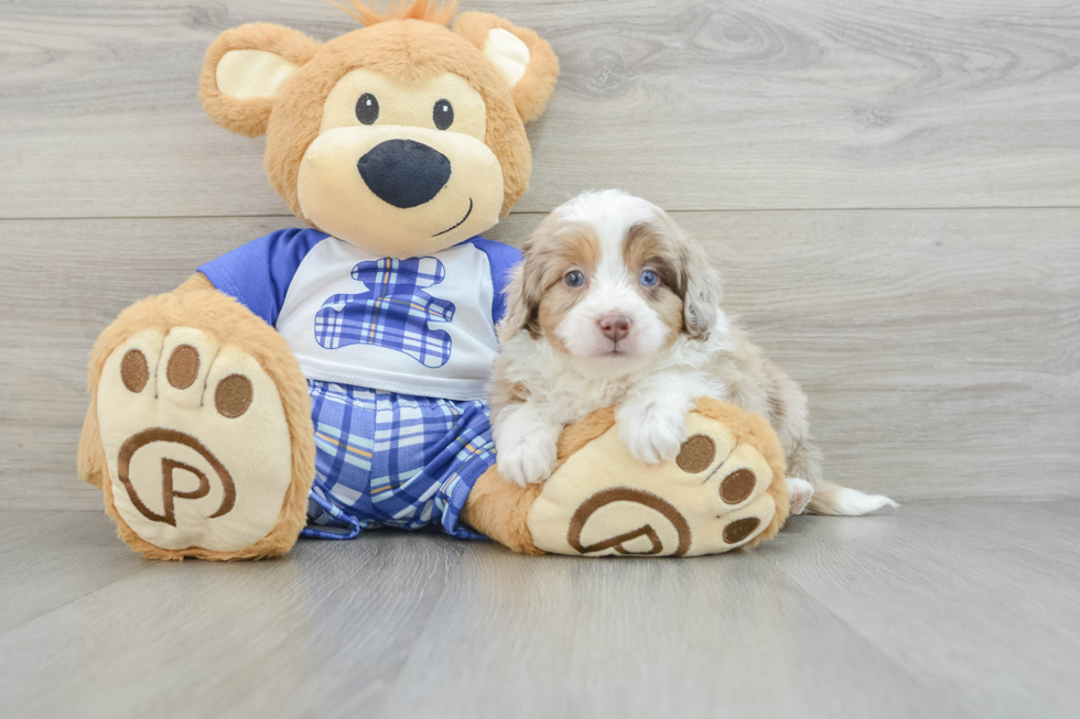 Mini Aussiedoodle Puppy for Adoption