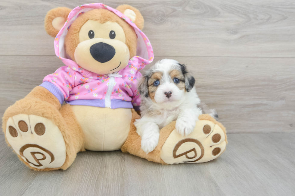 5 week old Mini Aussiedoodle Puppy For Sale - Florida Fur Babies