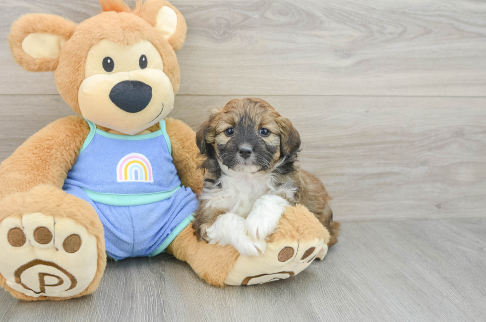 5 week old Mini Aussiedoodle Puppy For Sale - Florida Fur Babies