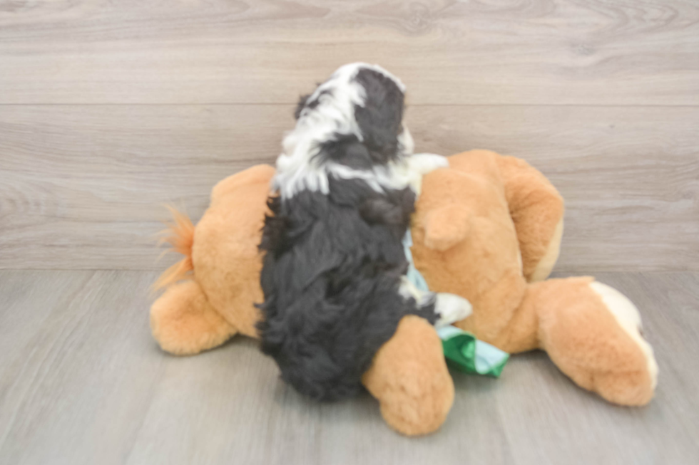 Energetic Aussie Poo Poodle Mix Puppy