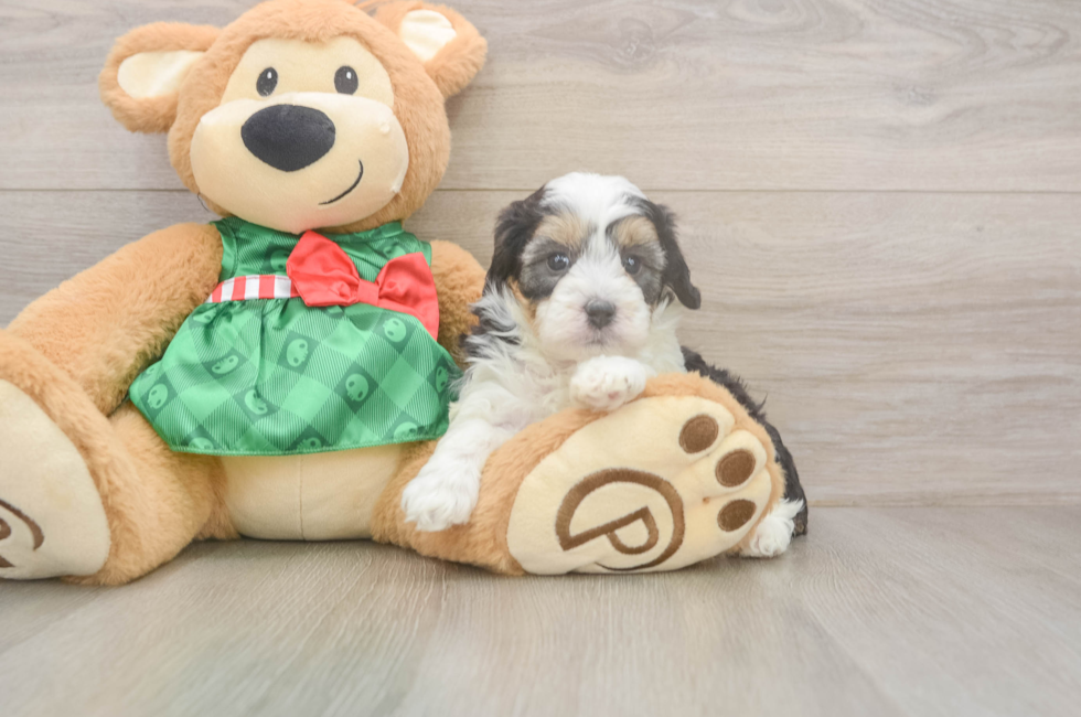 5 week old Mini Aussiedoodle Puppy For Sale - Florida Fur Babies