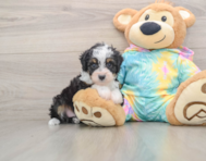 7 week old Mini Aussiedoodle Puppy For Sale - Florida Fur Babies