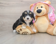 6 week old Mini Aussiedoodle Puppy For Sale - Florida Fur Babies
