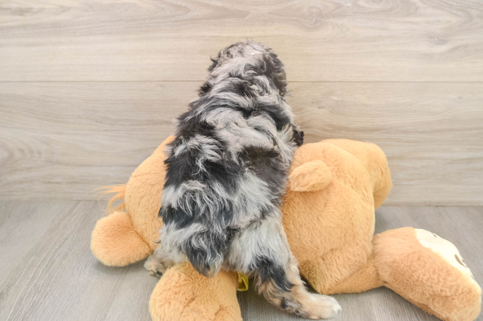Mini Aussiedoodle Pup Being Cute