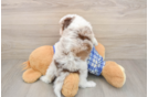 Mini Aussiedoodle Puppy for Adoption