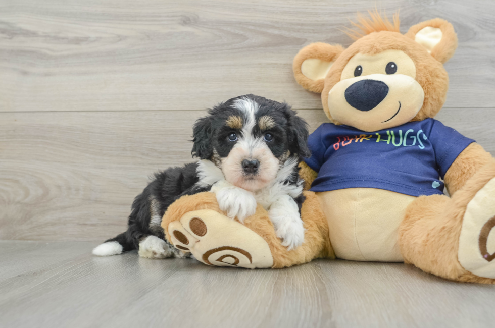 5 week old Mini Aussiedoodle Puppy For Sale - Florida Fur Babies