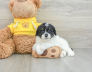 9 week old Mini Aussiedoodle Puppy For Sale - Florida Fur Babies