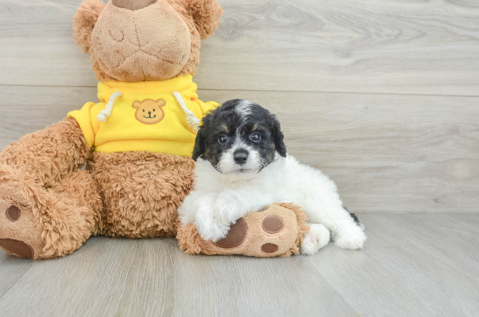 8 week old Mini Aussiedoodle Puppy For Sale - Florida Fur Babies