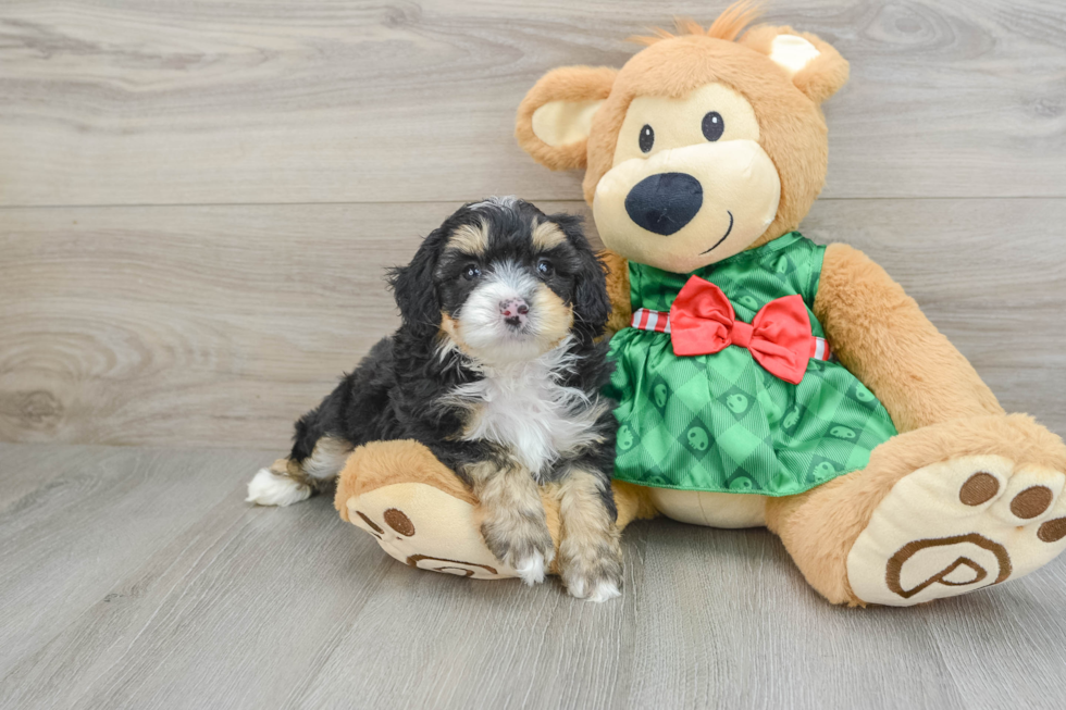 Energetic Aussie Poo Poodle Mix Puppy