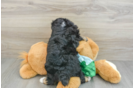 Energetic Aussie Poo Poodle Mix Puppy