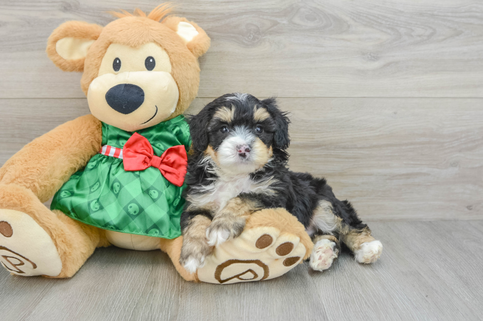 Best Mini Aussiedoodle Baby