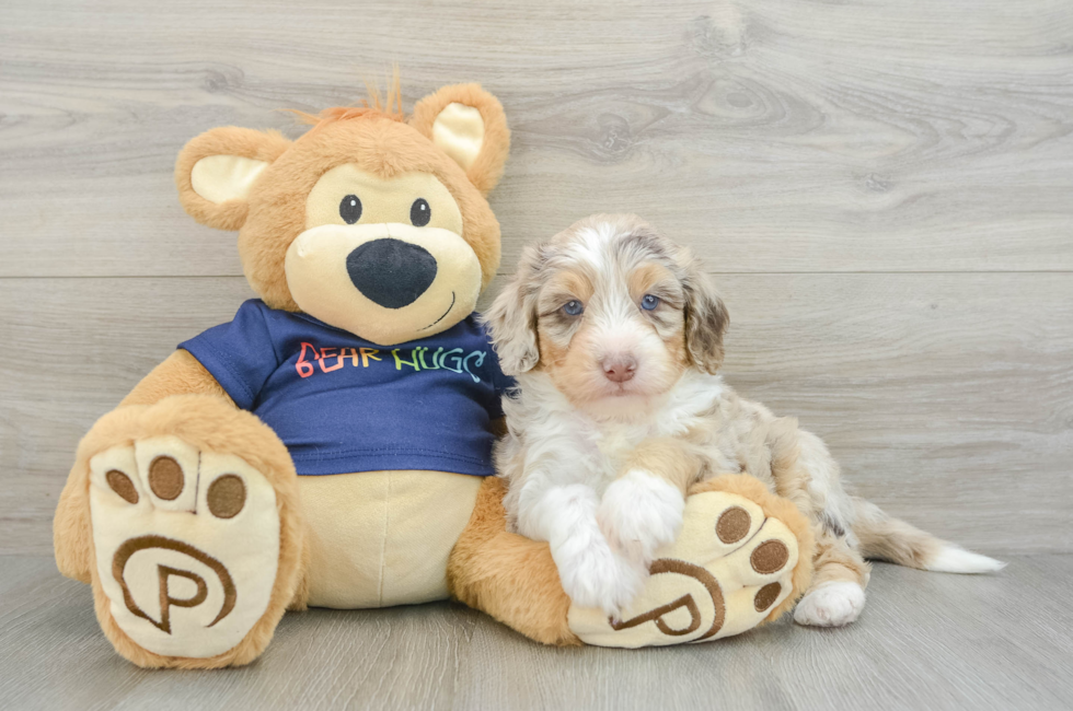 5 week old Mini Aussiedoodle Puppy For Sale - Florida Fur Babies