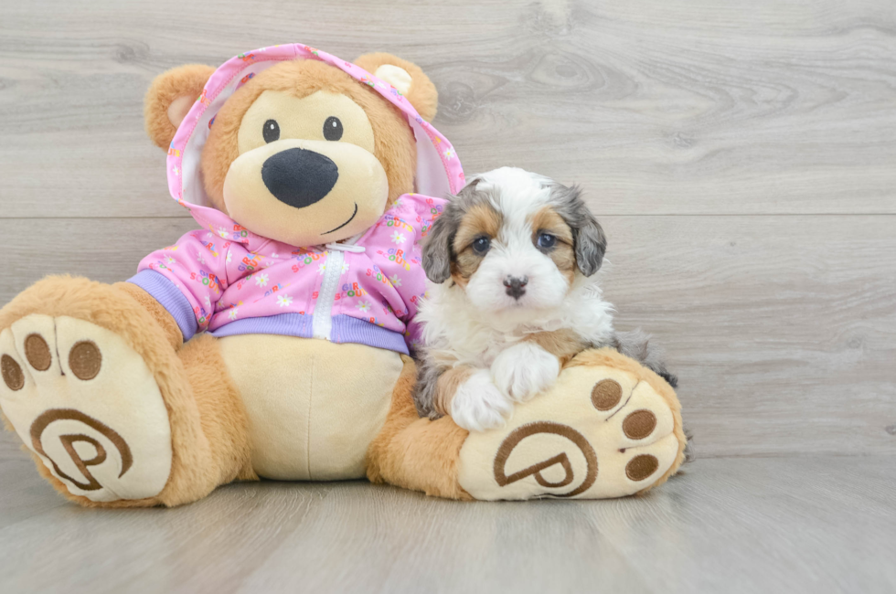 5 week old Mini Aussiedoodle Puppy For Sale - Florida Fur Babies