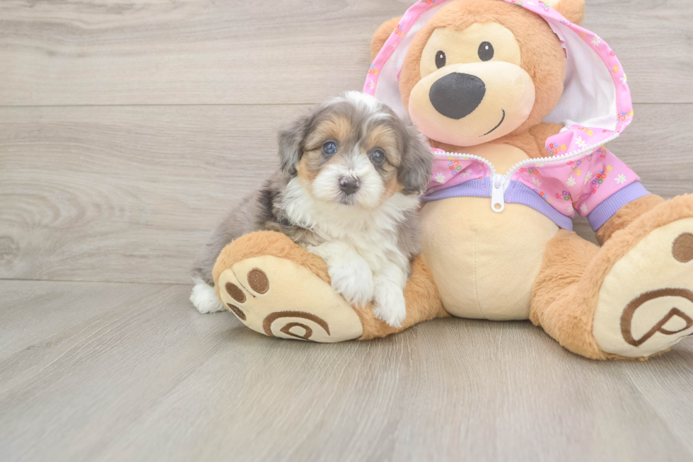 Meet Kelty - our Mini Aussiedoodle Puppy Photo  1/3 - Florida Fur Babies Friendly Mini Aussiedoodle Baby