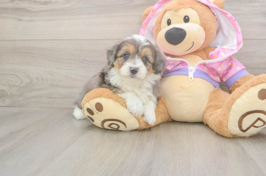 5 week old Mini Aussiedoodle Puppy For Sale - Florida Fur Babies Friendly Mini Aussiedoodle Baby