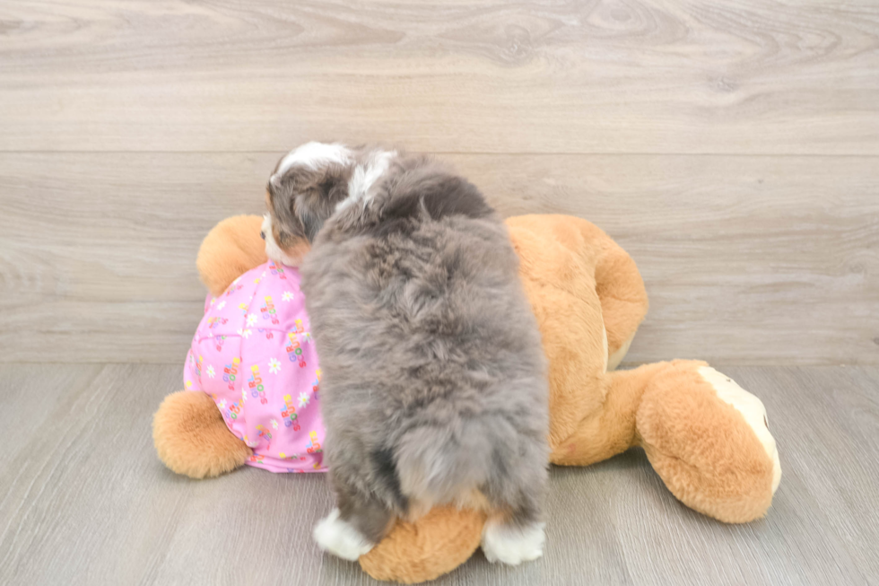 Meet Kelty - our Mini Aussiedoodle Puppy Photo  3/3 - Florida Fur Babies Best Mini Aussiedoodle Baby