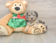 6 week old Mini Aussiedoodle Puppy For Sale - Florida Fur Babies