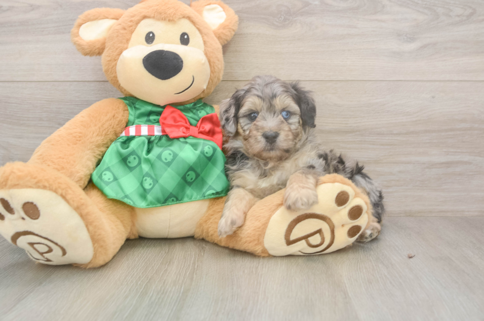5 week old Mini Aussiedoodle Puppy For Sale - Florida Fur Babies
