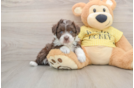 Popular Mini Aussiedoodle Poodle Mix Pup