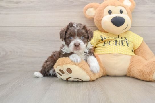 Popular Mini Aussiedoodle Poodle Mix Pup