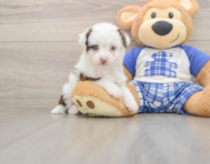 8 week old Mini Aussiedoodle Puppy For Sale - Florida Fur Babies