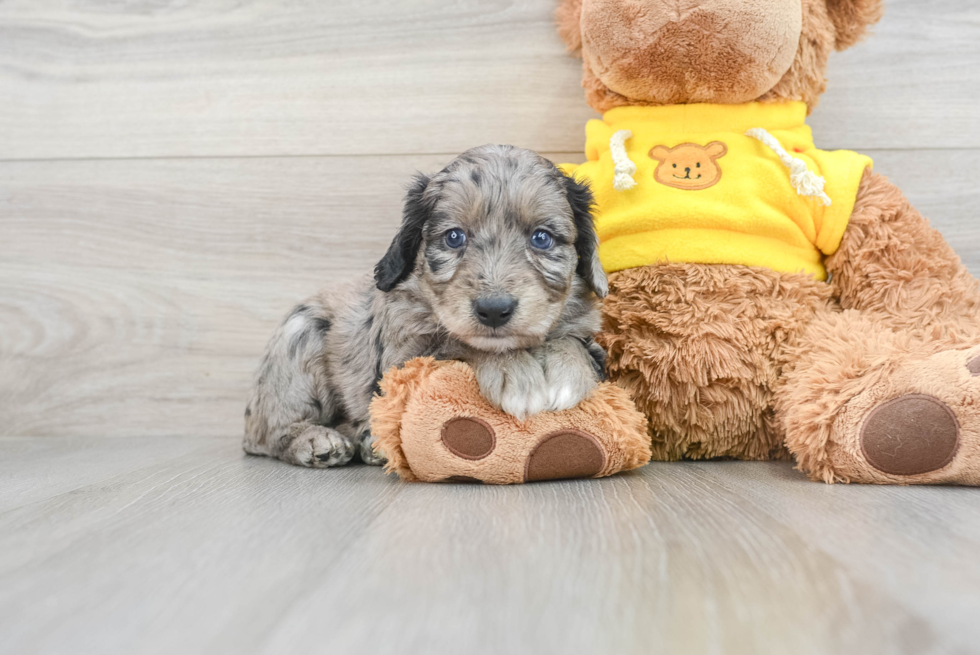 Little Aussiepoo Poodle Mix Puppy
