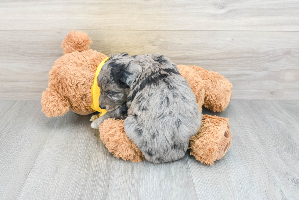 Mini Aussiedoodle Pup Being Cute