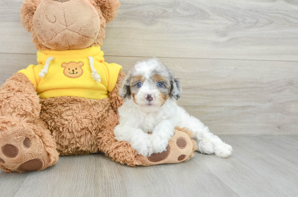 8 week old Mini Aussiedoodle Puppy For Sale - Florida Fur Babies