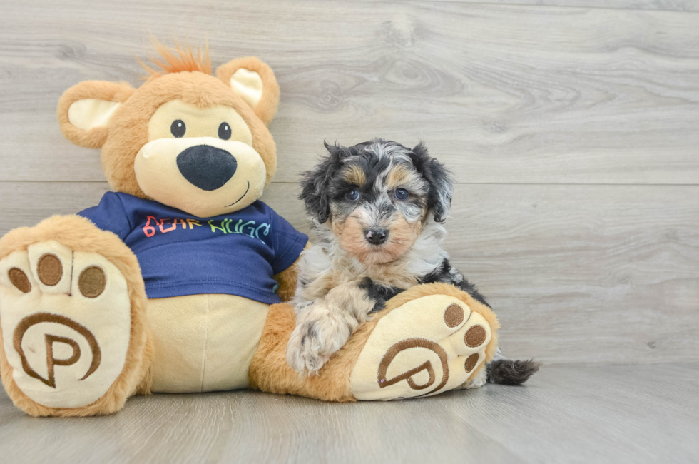 5 week old Mini Aussiedoodle Puppy For Sale - Florida Fur Babies